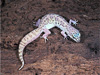 western banded gecko