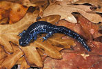 spotted salamander