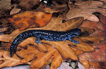 spotted salamander