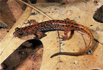 Cave salamander