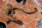 long tailed salamander