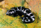 marbled salamander