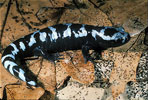 marbled salamander