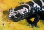 marbled salamander