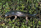 mole salamander