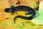 slimy salamander