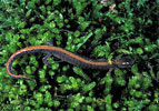 red backed salamander