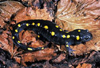 spotted salamander