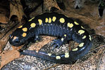 spotted salamander