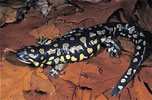 tiger salamander