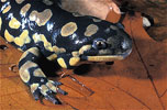 tiger salamander