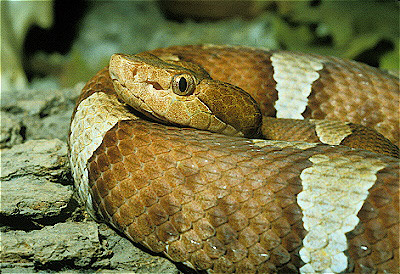 Broad-Banded Copperhead 