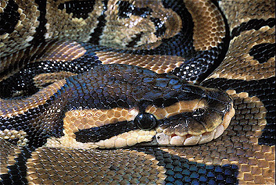 Ball Python