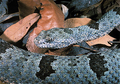 Banded Rock Rattlesnake 