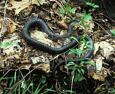 Black Kingsnake