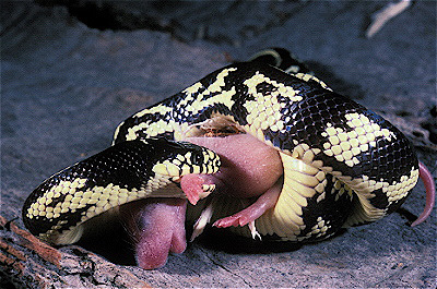 California Kingsnake