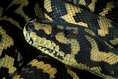 carpet Python