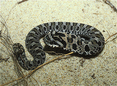 Eastern Hognose Snake