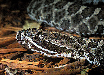 Massasauga Rattlesnake 