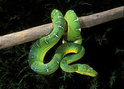 Emerald Tree Boa