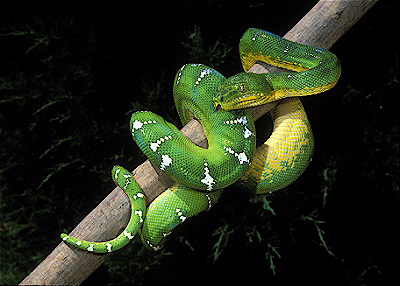 Emerald Tree Boa