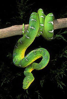 Emerald Tree Boa