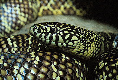 Florida Kingsnake