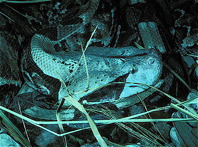 Gaboon Viper