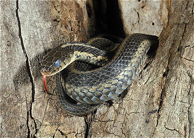 Garter Snake