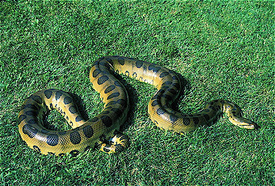 Green Anaconda