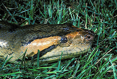 Green Anaconda