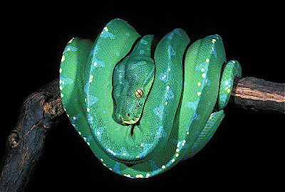 Green Tree Python