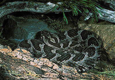 Massasauga Rattlesnake 