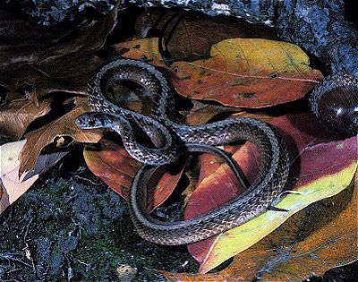 Northern Brown Snake