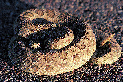 Prairie Rattlesnake 