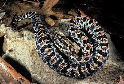 Pygmy Rattlesnake 