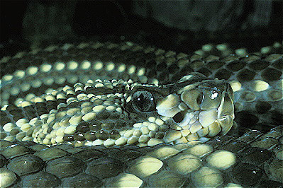 South American Rattlesnake