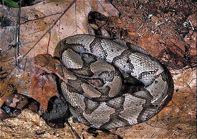 Southern Copperhead 