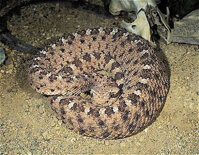 South American Rattlesnake