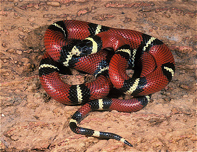 Sinaloan Milksnake