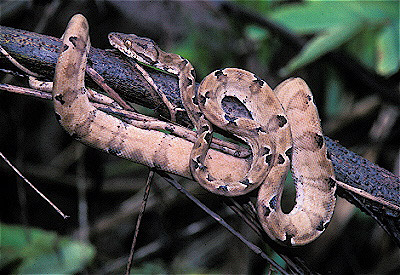 Tree Boa