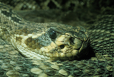 Western Diamondback Rattlesnake