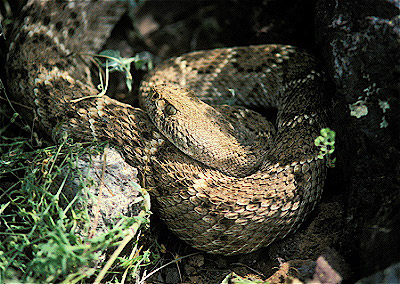 Western Diamondback Rattlesnake