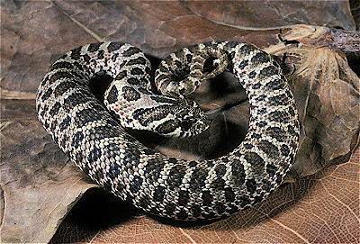 Western Hognose Snake