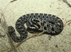 eastern hognose snake