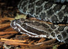 eastern massasauga