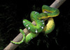 emerald tree boa