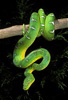 emerald tree boa