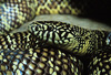 florida kingsnake