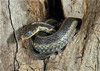 garter snake